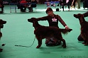 Crufts2011 641